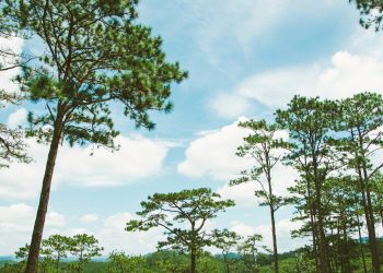 Discover the tranquil beauty of tall pine trees under a clear blue sky in Lâm Đồng, Vietnam.