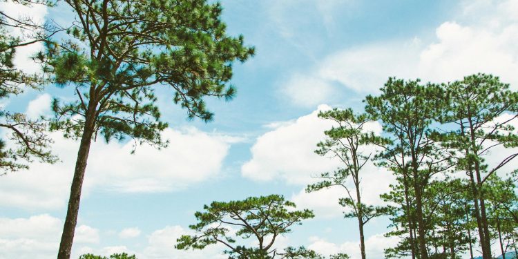 Discover the tranquil beauty of tall pine trees under a clear blue sky in Lâm Đồng, Vietnam.