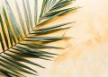 palm leaf