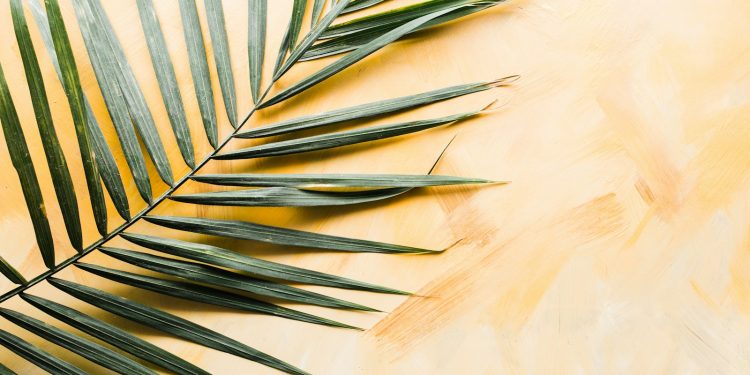 palm leaf