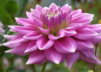 dahlia, flower, plants, asteraceae, cereal, colorful, vibrant, garden, flora, nature, perennial, wallpaper, variegated, dhalia, multi-colored, summer, closeup, hd wallpaper, decorative, close up