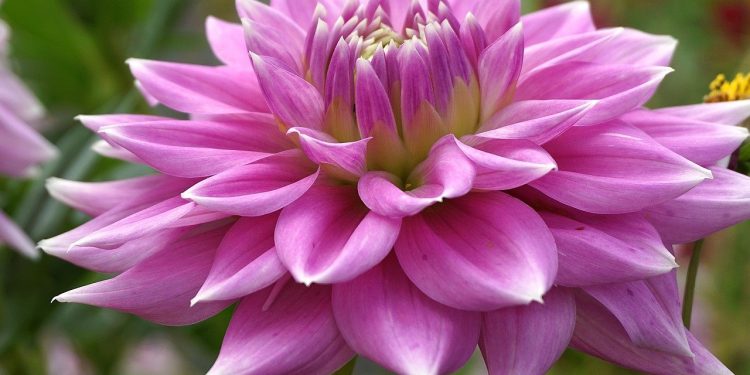 dahlia, flower, plants, asteraceae, cereal, colorful, vibrant, garden, flora, nature, perennial, wallpaper, variegated, dhalia, multi-colored, summer, closeup, hd wallpaper, decorative, close up