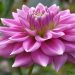 dahlia, flower, plants, asteraceae, cereal, colorful, vibrant, garden, flora, nature, perennial, wallpaper, variegated, dhalia, multi-colored, summer, closeup, hd wallpaper, decorative, close up