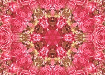 roses, bloom, blossom, flower, petals, flora, plant, botany, nature, pink, pattern, kaleidoscope, geometric, design, fractal, creative, illusion, shapes, spiral, texture, background