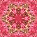 roses, bloom, blossom, flower, petals, flora, plant, botany, nature, pink, pattern, kaleidoscope, geometric, design, fractal, creative, illusion, shapes, spiral, texture, background
