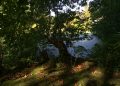 the sun is shining through the trees onto the water