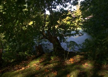 the sun is shining through the trees onto the water