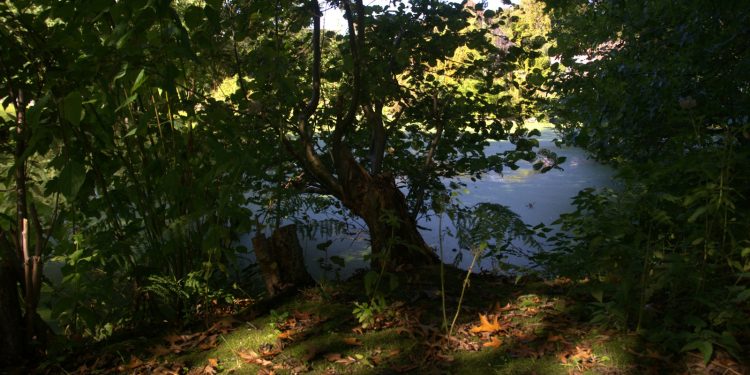 the sun is shining through the trees onto the water