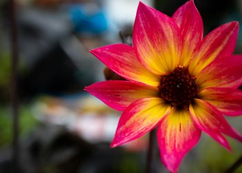 pink and yellow flower in tilt shift lens