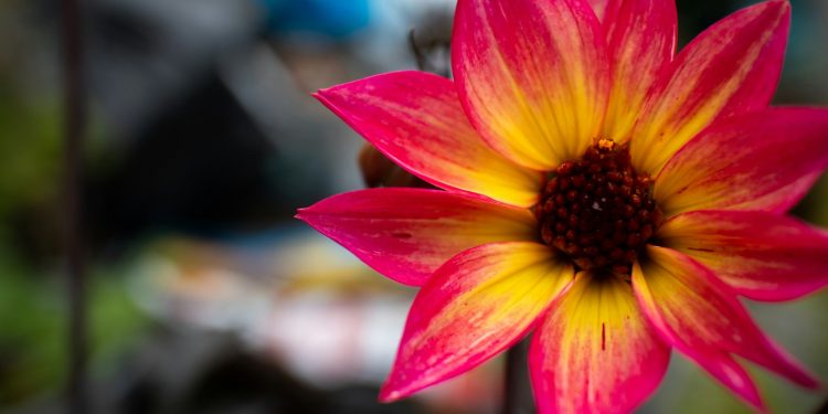 pink and yellow flower in tilt shift lens