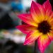 pink and yellow flower in tilt shift lens