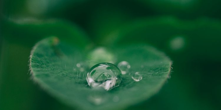 green leaf with water drops