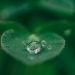 green leaf with water drops