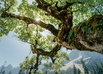Sunlight shines through ancient mossy tree branches