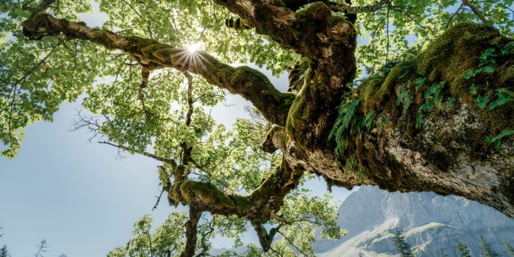 Sunlight shines through ancient mossy tree branches