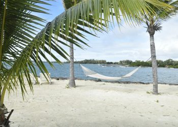 white hammock in between palm tree on seashore