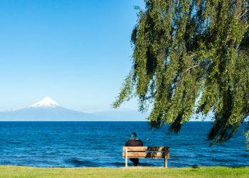 person sitting on wooden bench under willow tree facing sea during daytime