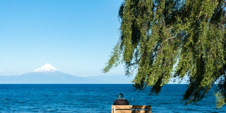person sitting on wooden bench under willow tree facing sea during daytime