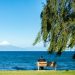 person sitting on wooden bench under willow tree facing sea during daytime