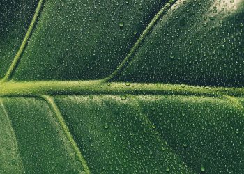 water droplets on green leaf