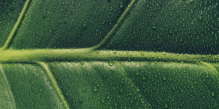 water droplets on green leaf
