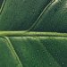 water droplets on green leaf