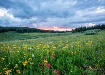 aerial photography of flowers at daytime