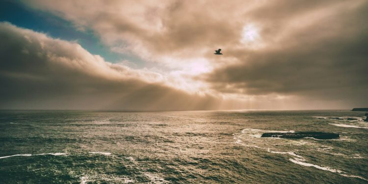 photo of bird flying above the water under gray sky