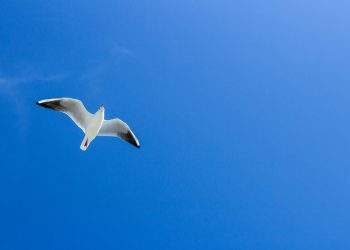 white bird flying under blue sky during daytime