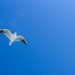 white bird flying under blue sky during daytime