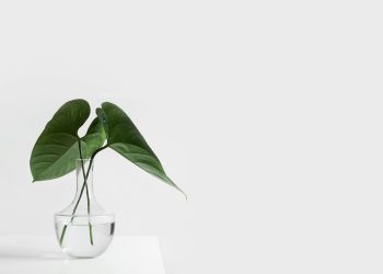 green leafed plant on clear glass vase filled with water