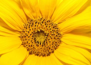sunflower macro, floral close-up, yellow flower, sunflower center, flower texture, nature detail, bright flower, natural pattern, sunflower petals, blooming sunflower, golden blossom, sunflower structure, radiant nature