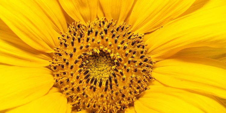 sunflower macro, floral close-up, yellow flower, sunflower center, flower texture, nature detail, bright flower, natural pattern, sunflower petals, blooming sunflower, golden blossom, sunflower structure, radiant nature