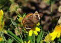 butterfly, nature, insect, pollinate, beautiful flowers, flower wallpaper, flower background, flower, wings