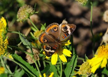 butterfly, nature, insect, pollinate, beautiful flowers, flower wallpaper, flower background, flower, wings
