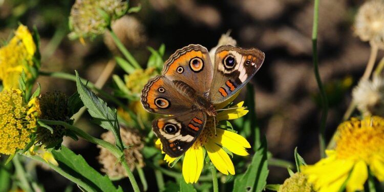 butterfly, nature, insect, pollinate, beautiful flowers, flower wallpaper, flower background, flower, wings