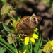 butterfly, nature, insect, pollinate, beautiful flowers, flower wallpaper, flower background, flower, wings