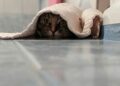 brown tabby cat covered with white blanket