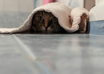 brown tabby cat covered with white blanket