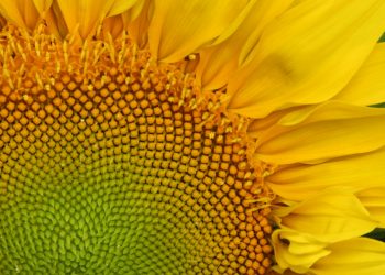 a close up of a sunflower with a green center