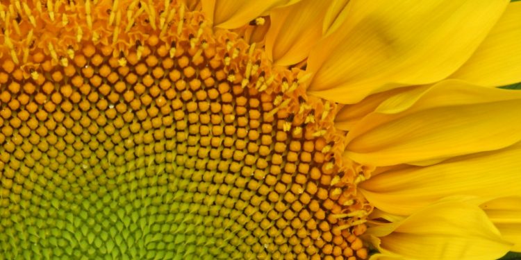 a close up of a sunflower with a green center