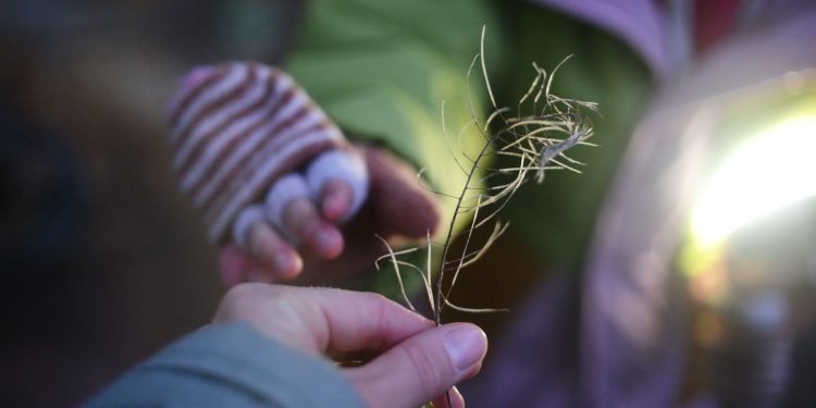 a close up of a person holding a plant