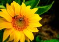 sunflower, nature, bees, summer