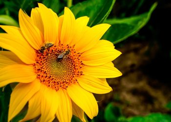 sunflower, nature, bees, summer