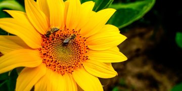 sunflower, nature, bees, summer
