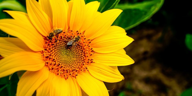 sunflower, nature, bees, summer