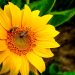 sunflower, nature, bees, summer